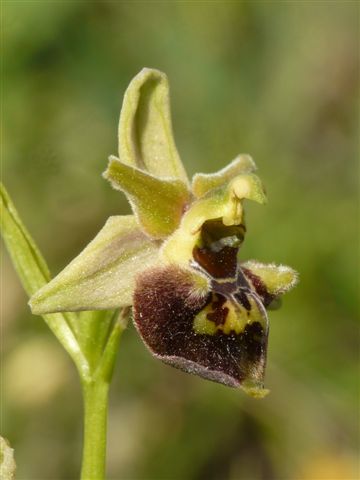 Ophrys dinarica / Ofride dinarica